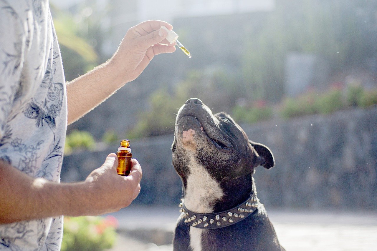 How to Choose the Right CBD Shampoo for Dogs?